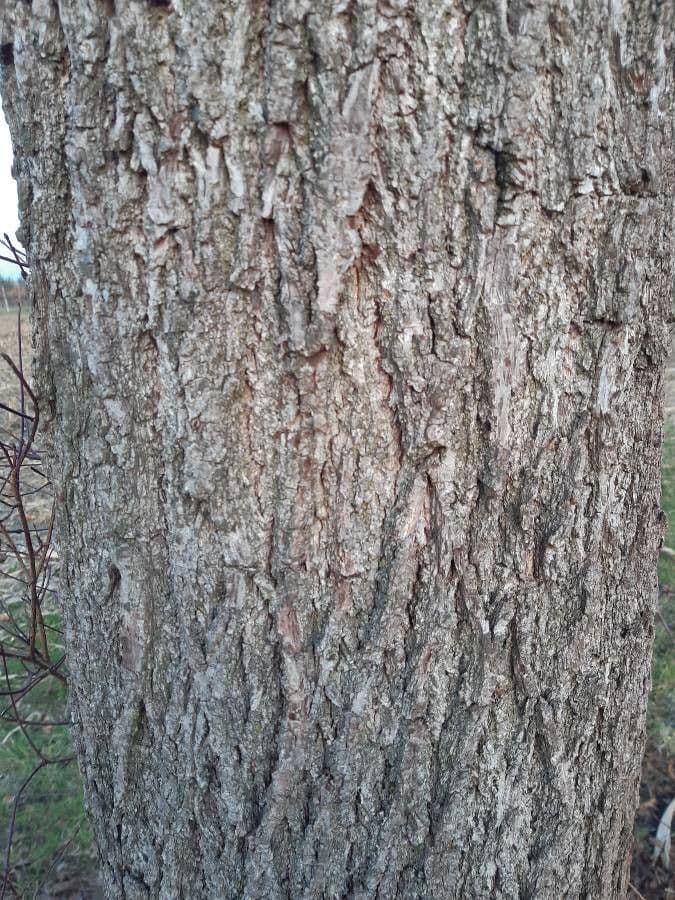 Quercia nera 22