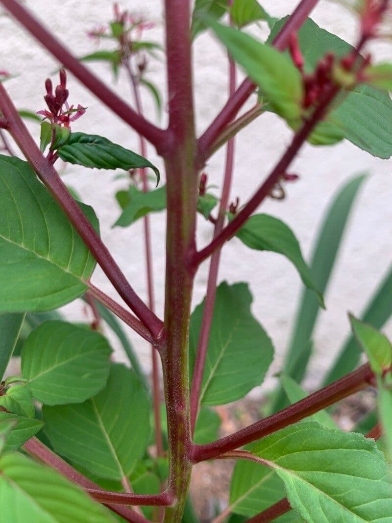 Cuphea racemosa 12