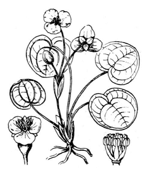 Grenouillette 20