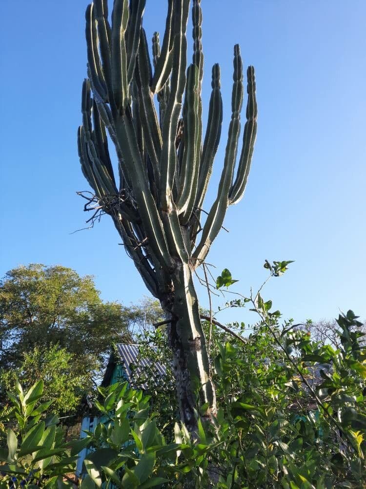 Cereus 16