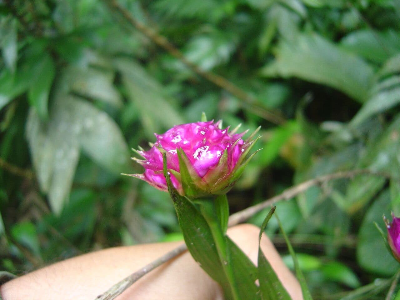 Elleanthus brazylijski 4