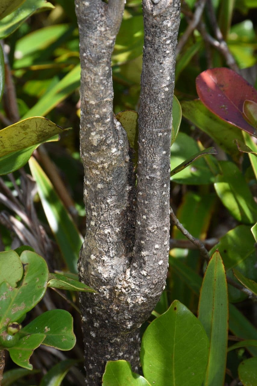 Tabernaemontana persicariifolia 17