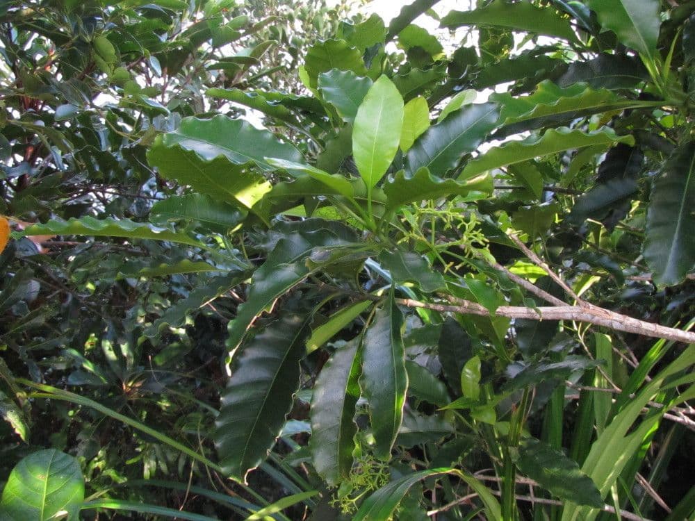 Alstonia a testa rotonda 2