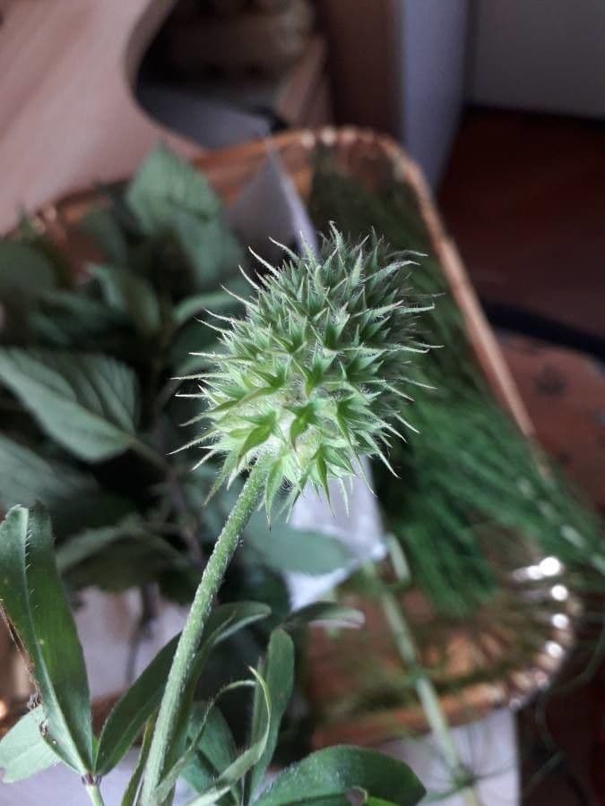 Teasel clover 14