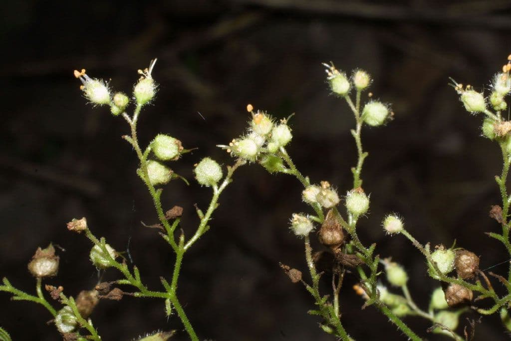Alumroot peludo 9