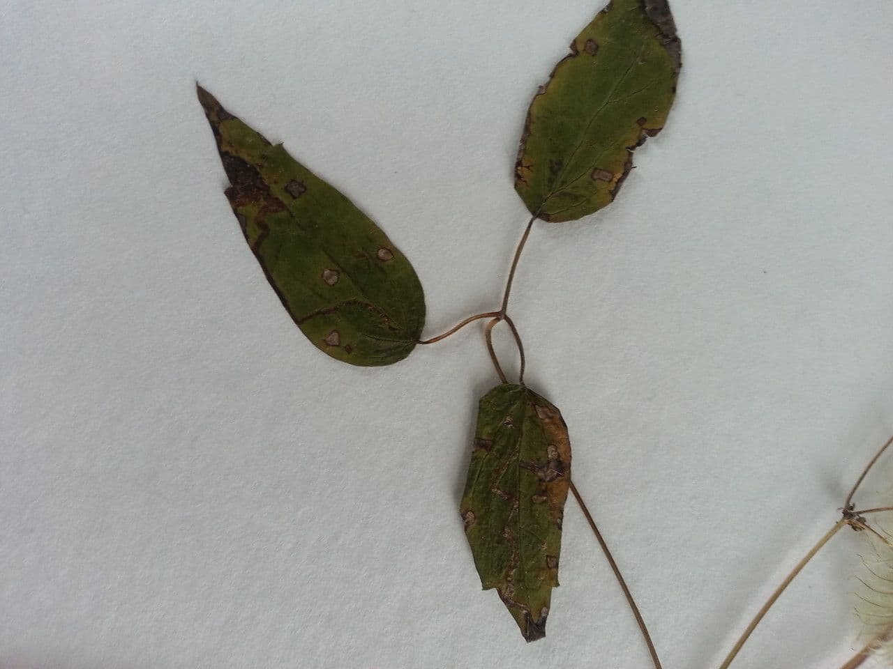 Clematide virginiana 27