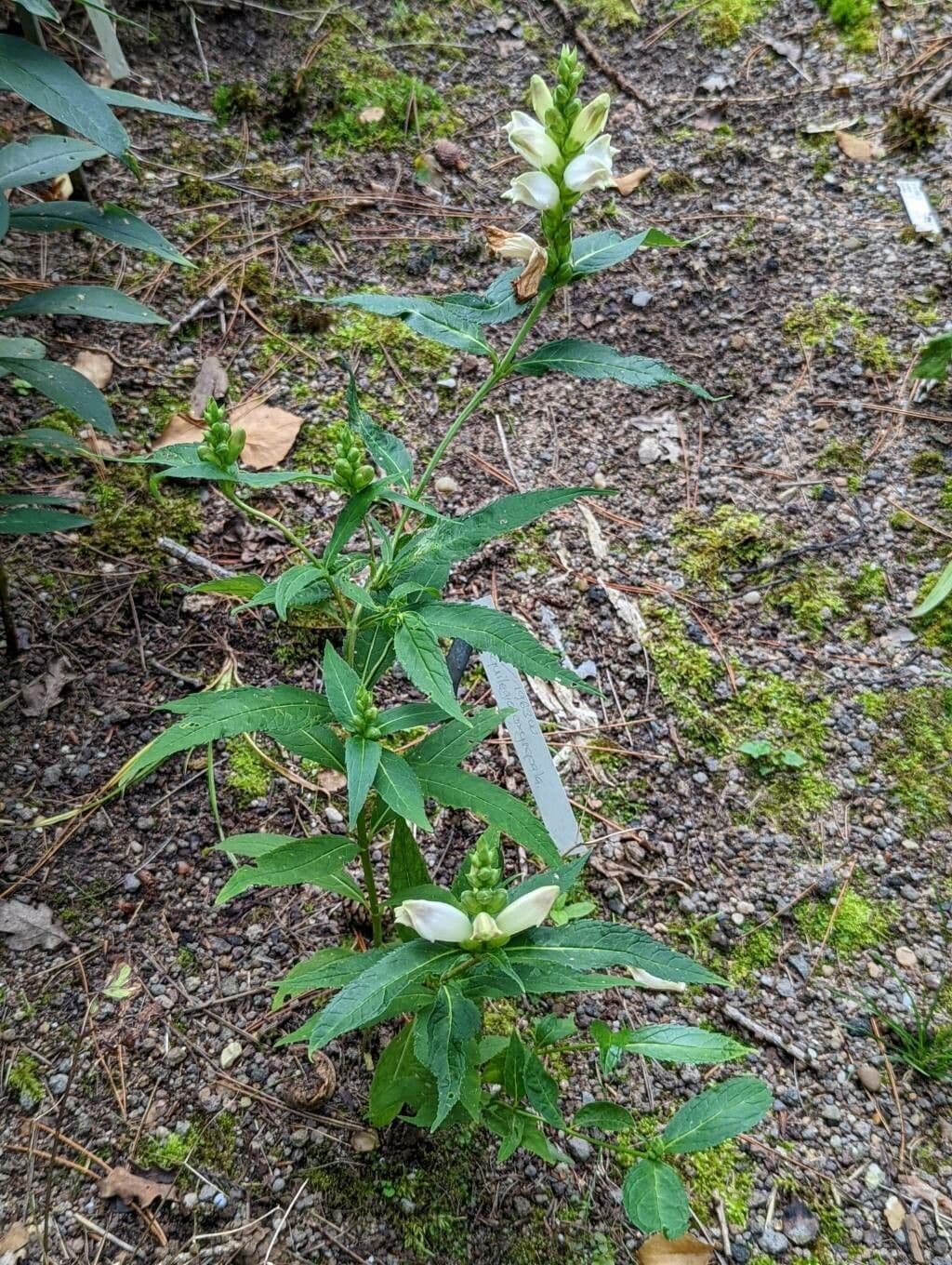 Chelone glabra 10