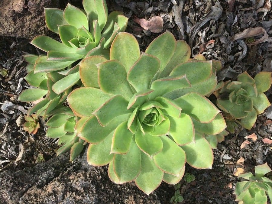 Aeonium 14