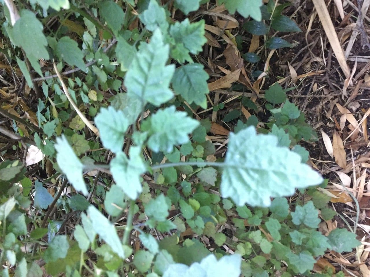 Plectranthus 16