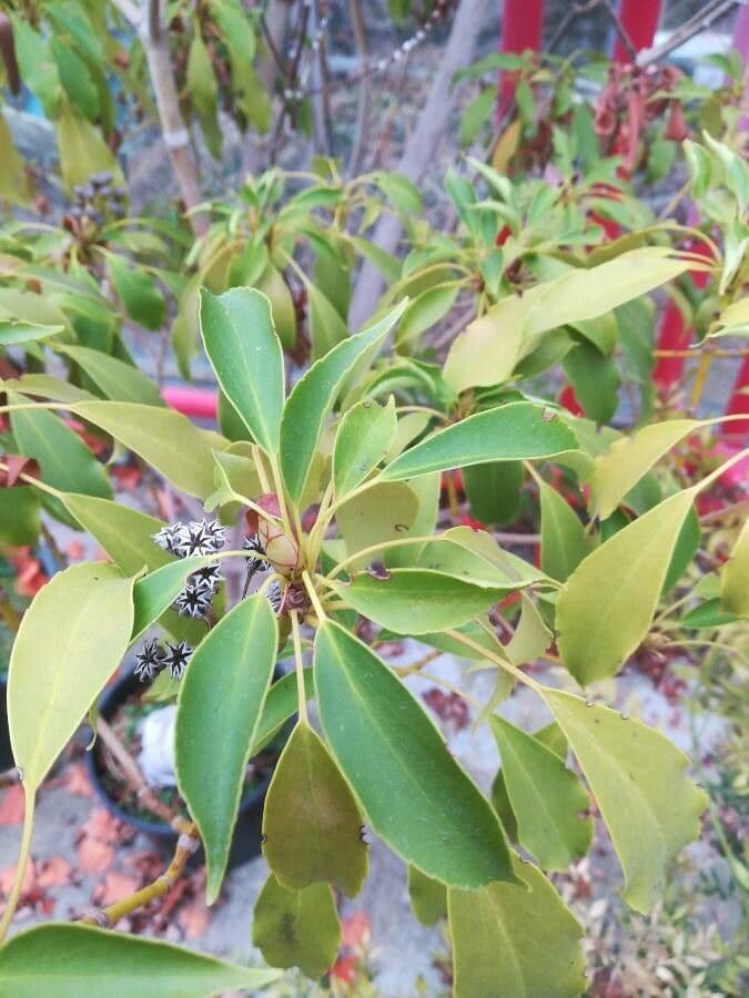 Trochodendron 20
