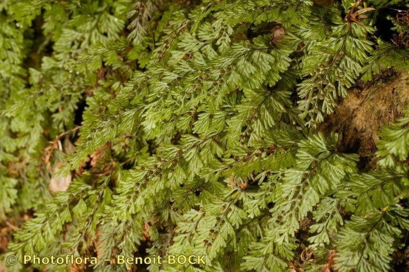 Braunes Hymenophyllum 22