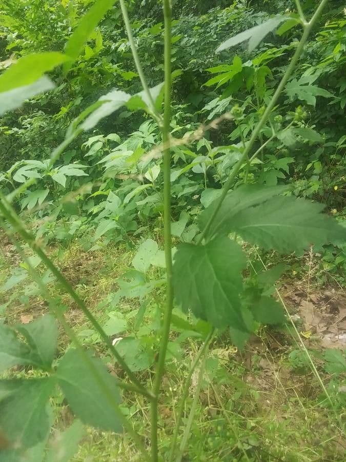 Sanicula canadensis 22
