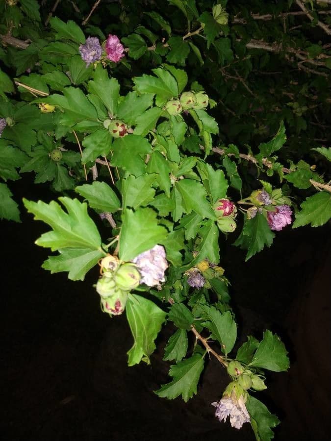 Monarch rosemallow 3