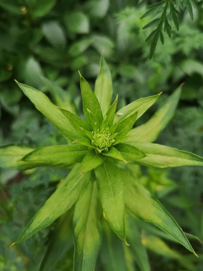 Enagra parviflora 16