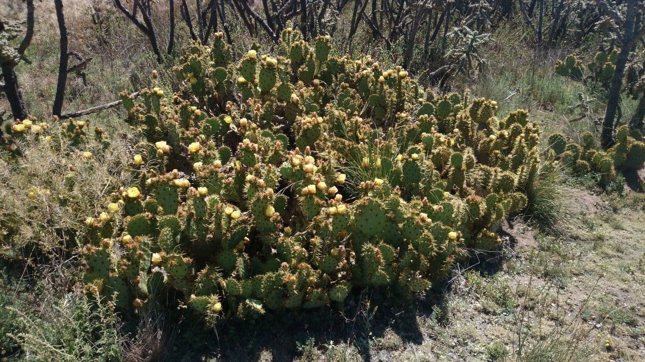 Nopal de espinas marrones 11