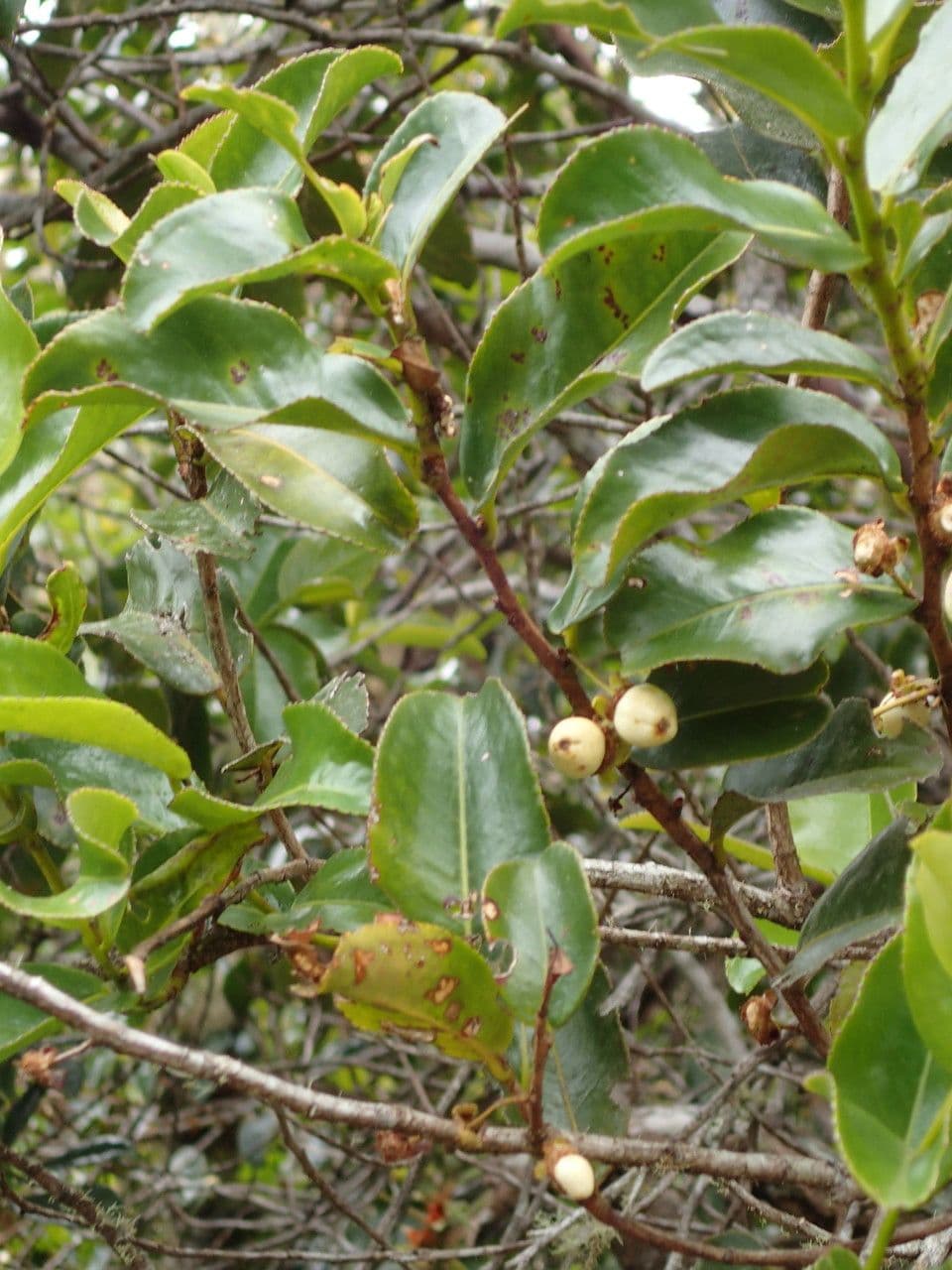 Aphloia theiformis 28