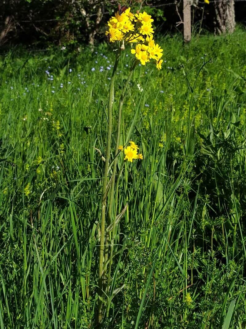 Tephroseris helenitis 17