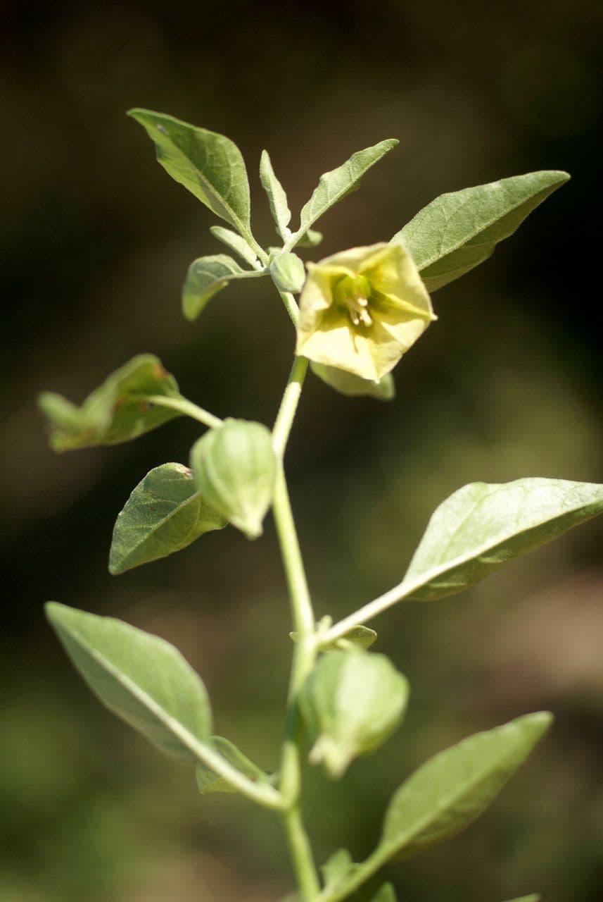 Alchechengi viscoso 24