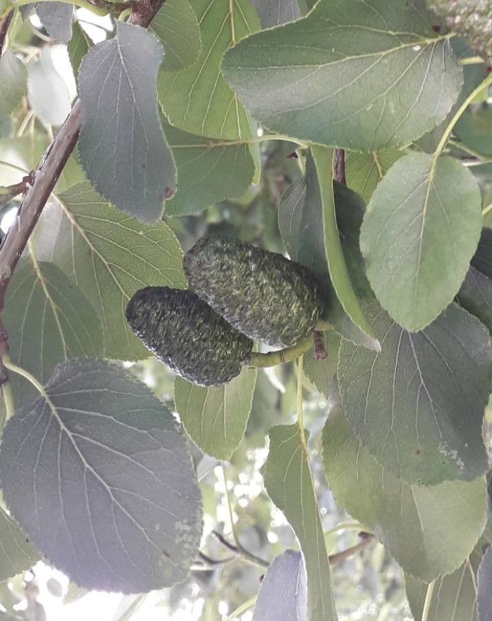 Jelša 4