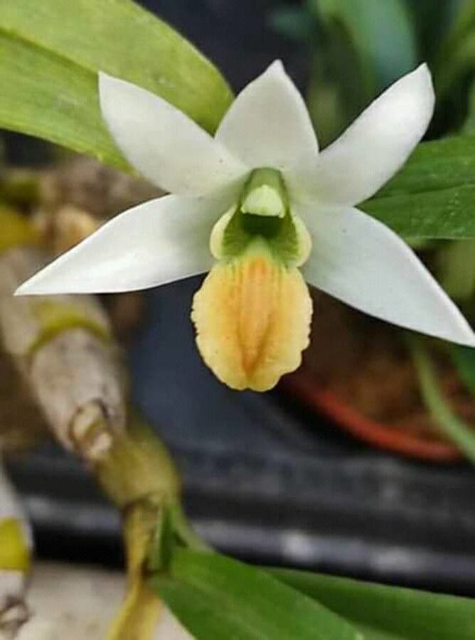 Dendrobium