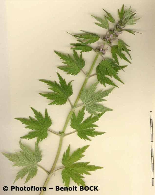 Fünflappiger Herzspann 11