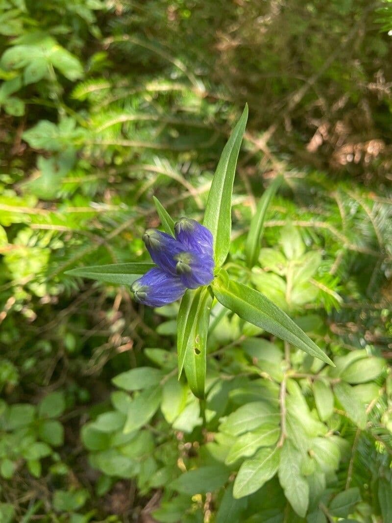 Genziana lineare 14