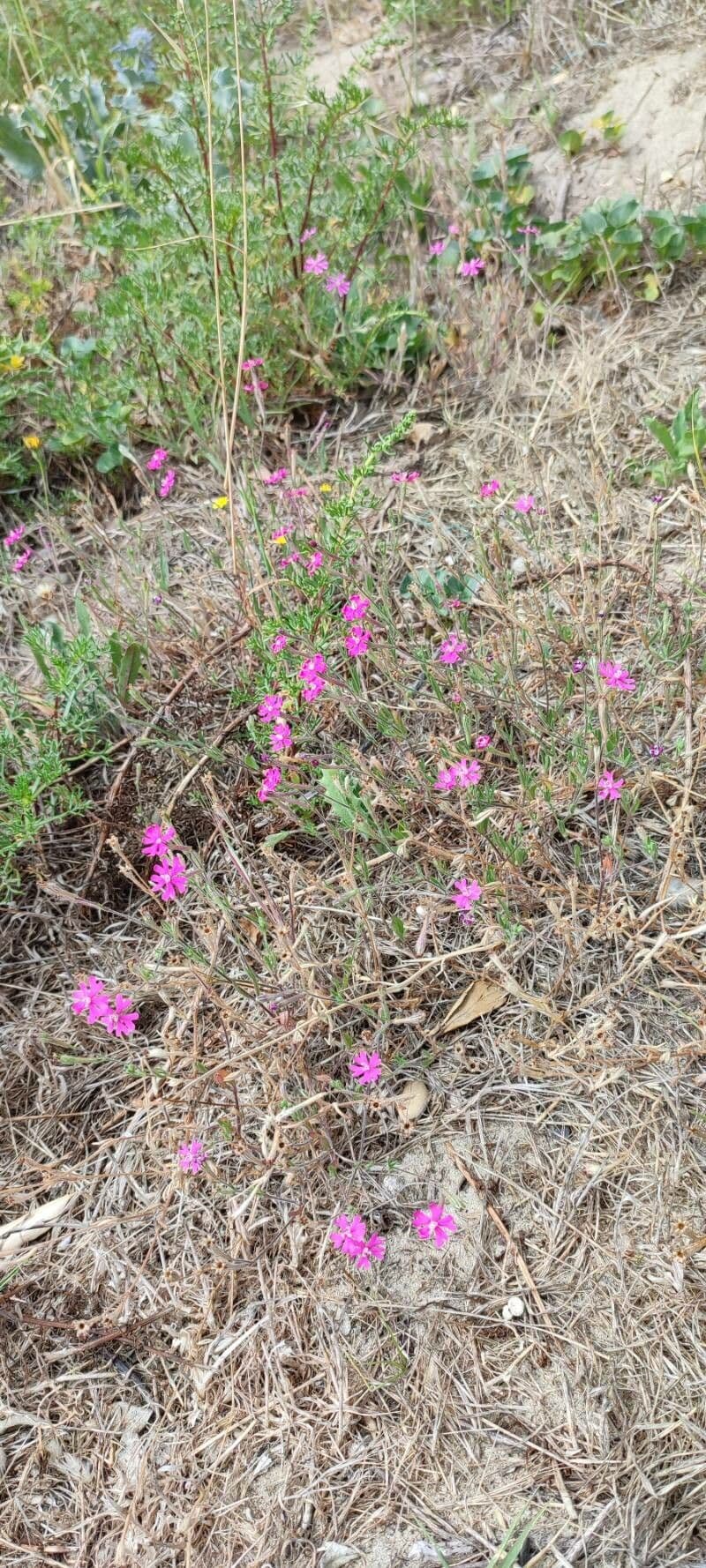 Silene littorea 14