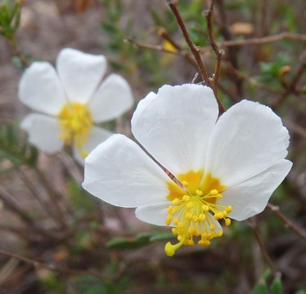 Helianthemum almeriense 5