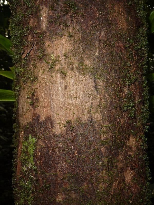 Margaritaria nobilis 14