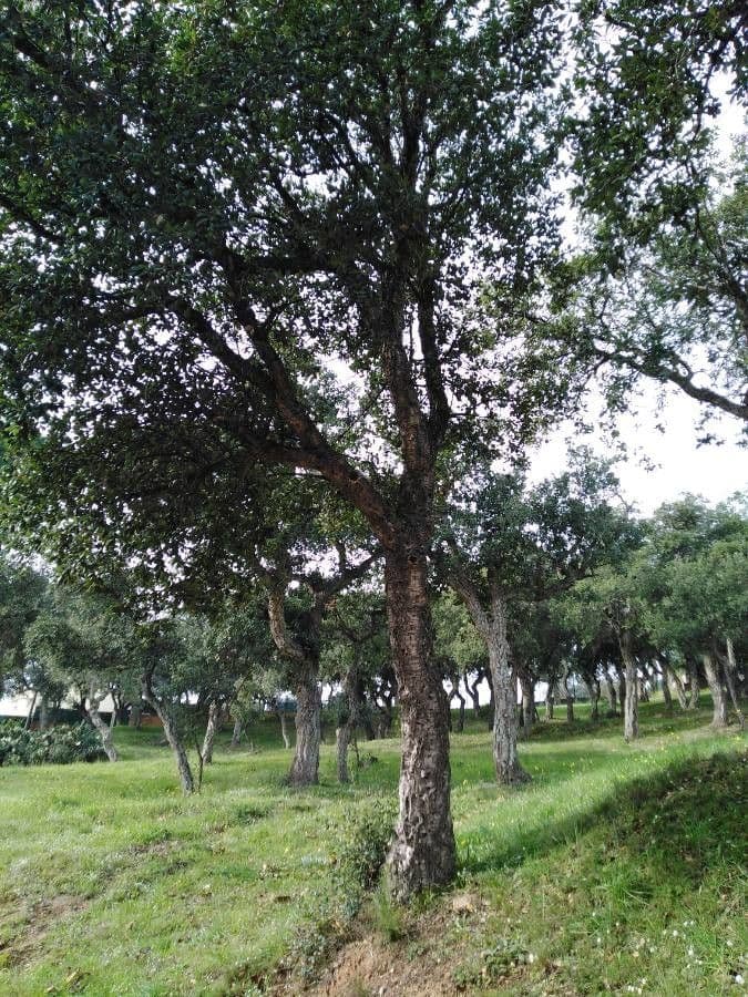 Sughera 14