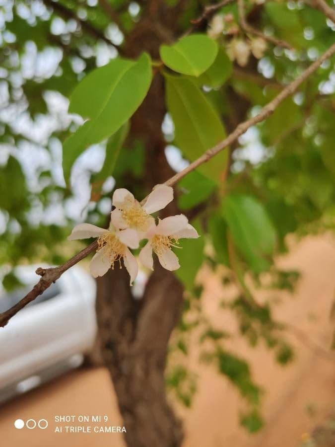 Campomanesia xanthocarpa 9