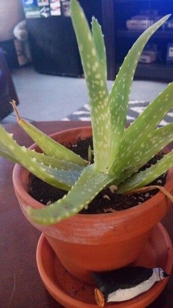 Echte Aloe 8
