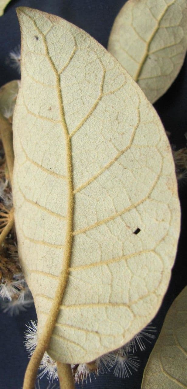 Piptocarpha 15
