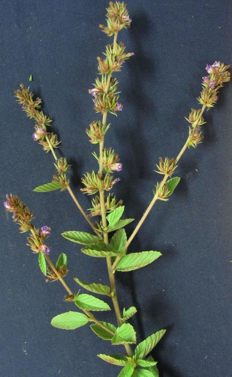 Melochia villosa 18