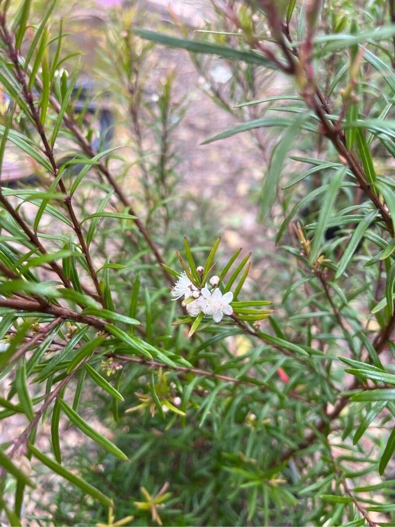 Variable tea-myrtle 6