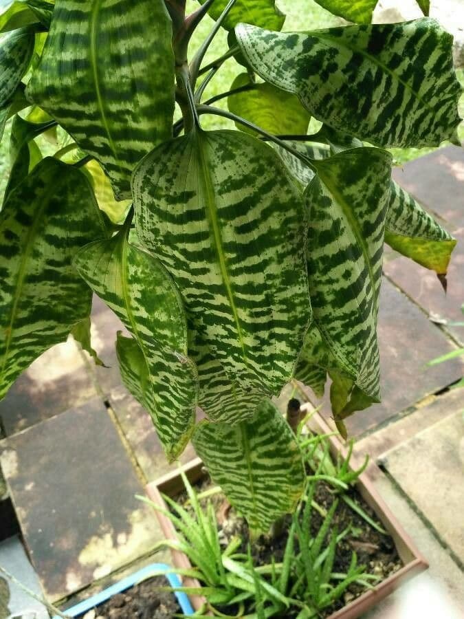 Dracaena