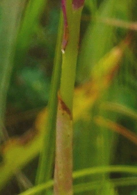 Orchis pyramidal 23