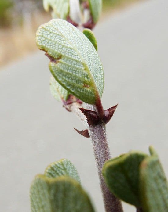 Ceanothus 22