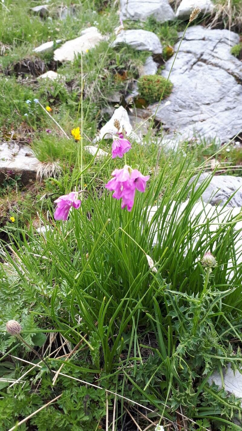 Aglio narciso