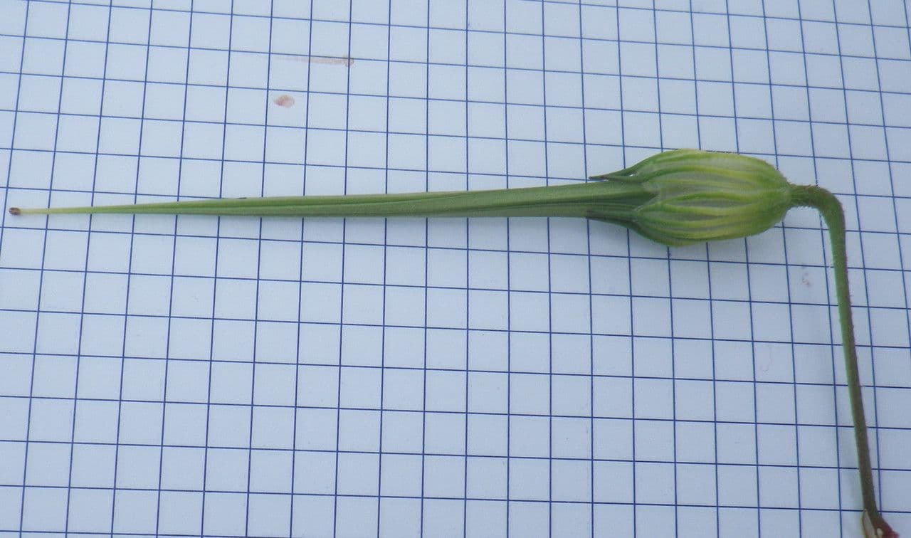 Kranichschnabel 3