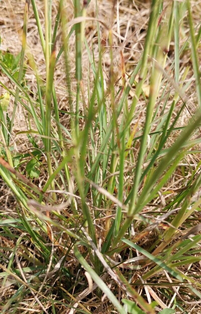 Gewöhnliches Bartgras 20