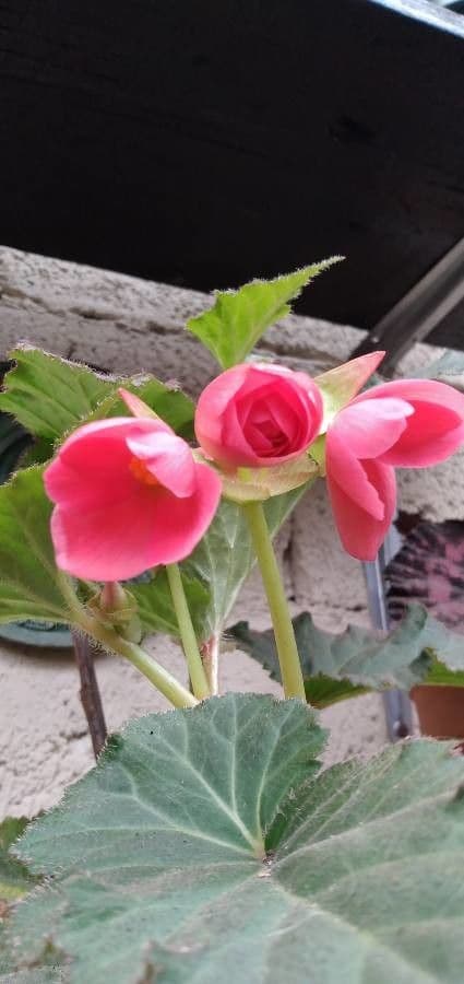 Begonia gracile 2