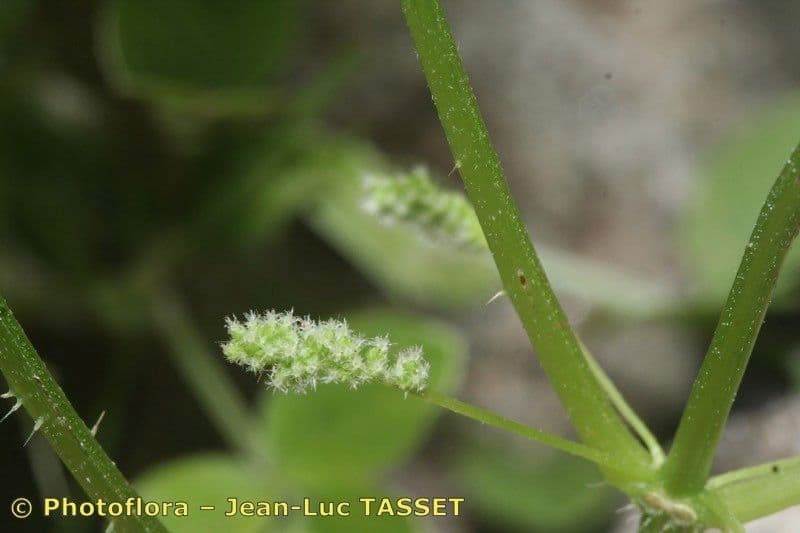 Ortica morifolia 3