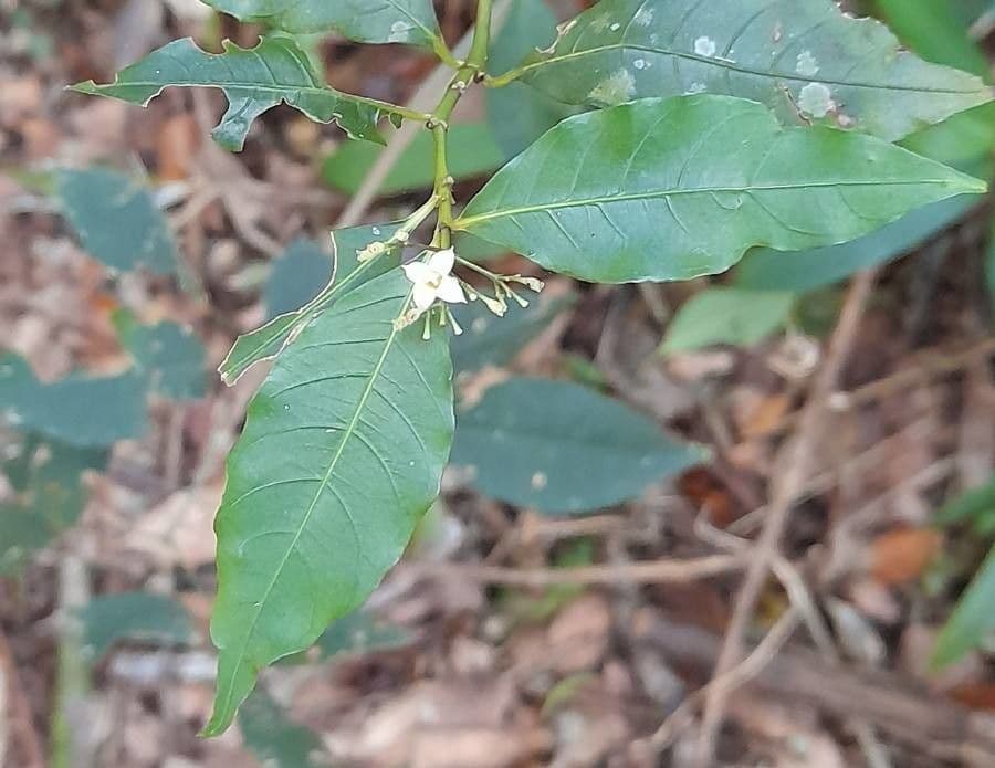 Psychotria 5