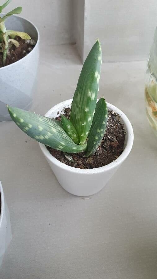 Aloe 4