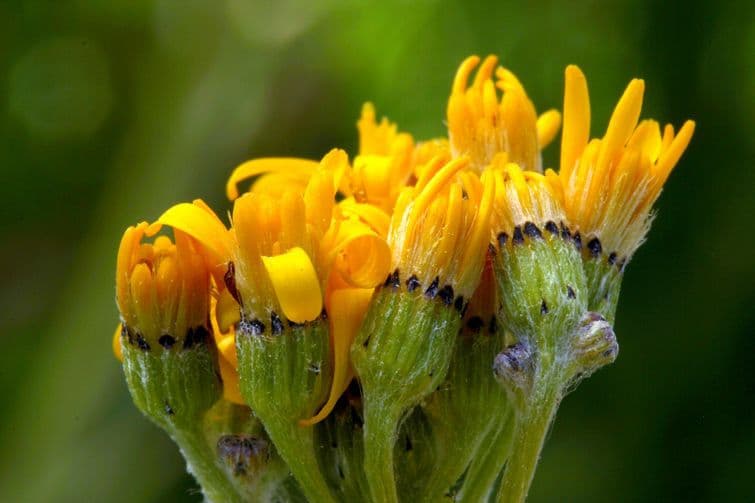 Senecio 3