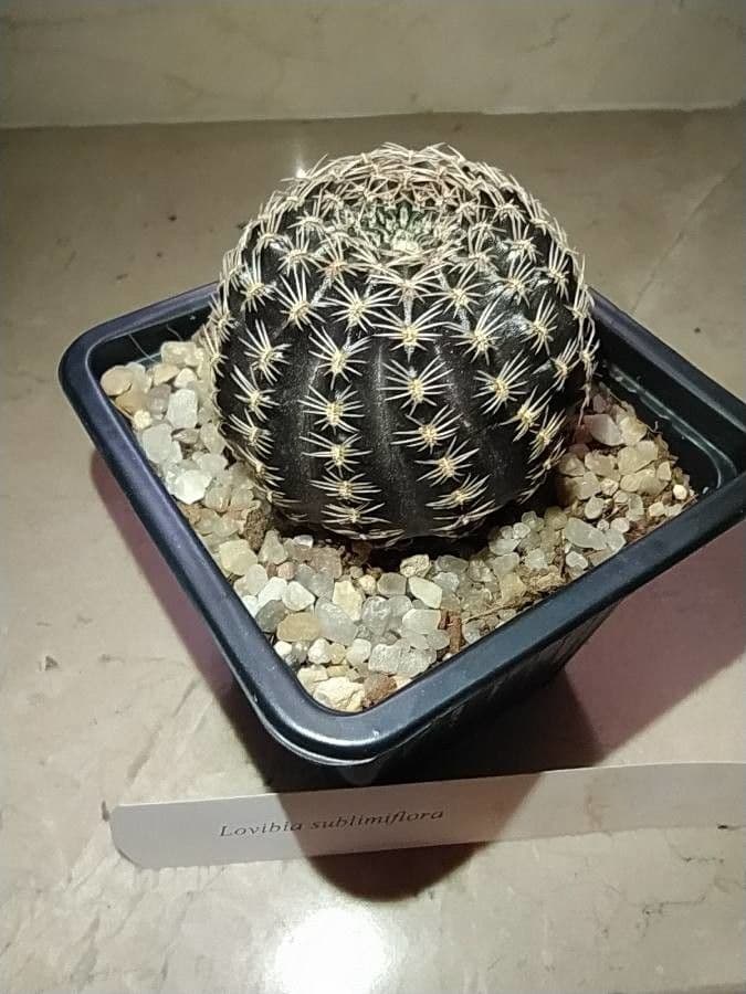 Echinopsis 4