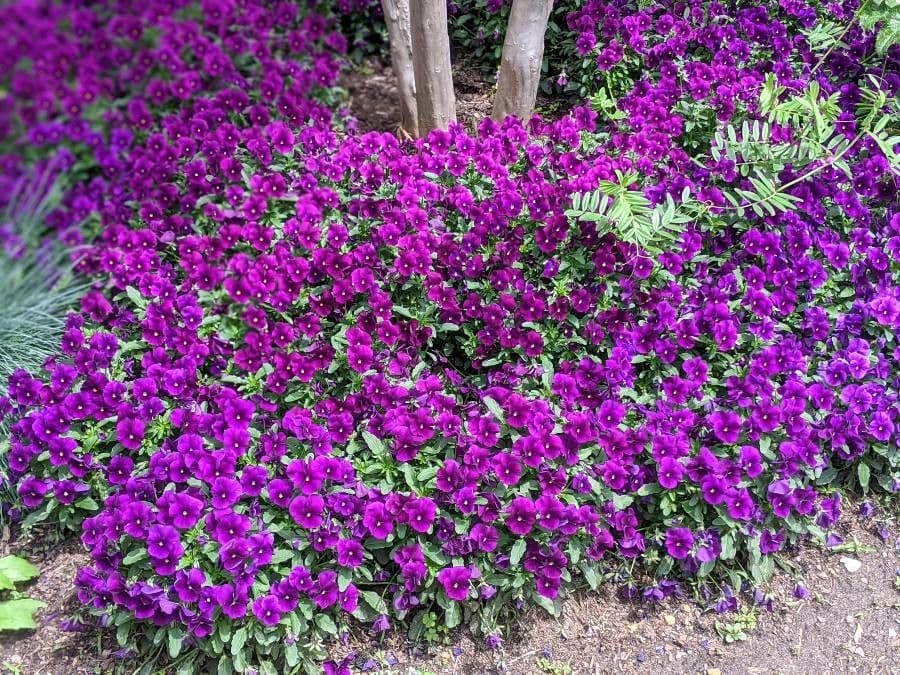 Petunia 9