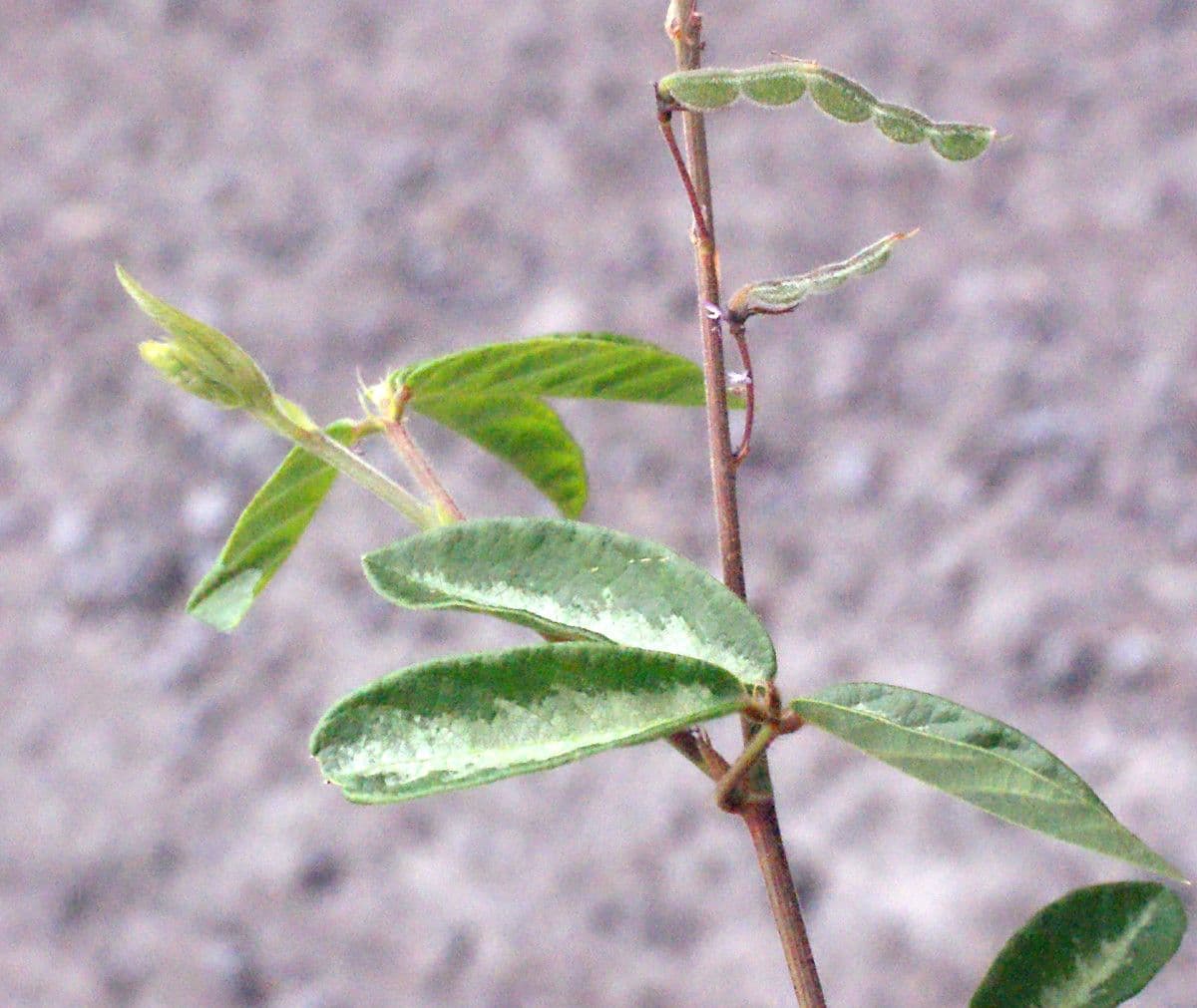 Desmodium 5