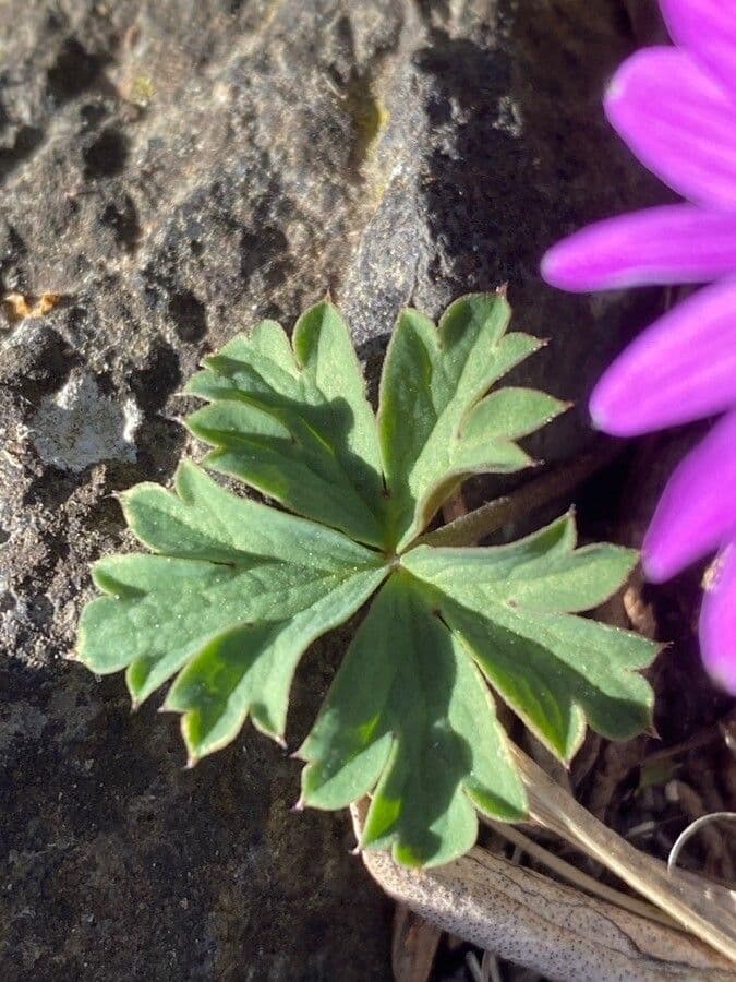 Anemone dei giardini 15